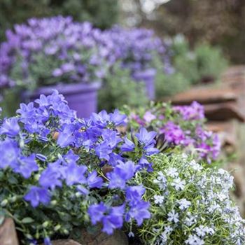 Campanula carpatica