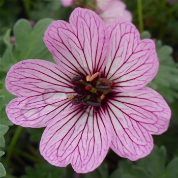 Geranium_cinereum_Ballerina_WI_Q1.jpg