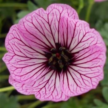 Geranium_cinereum_Ballerina_WI_Q2.jpg