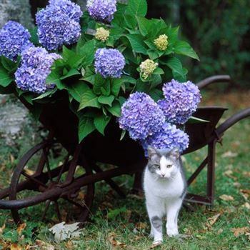 Hydrangea_Endless_Summer.jpg