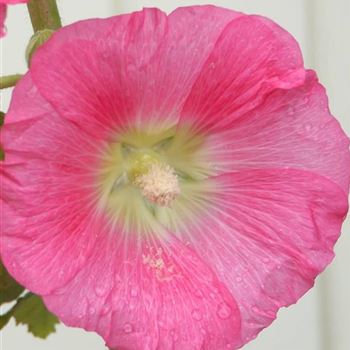 Alcea_ficifolia_Hybride_HRM_Q1.jpg