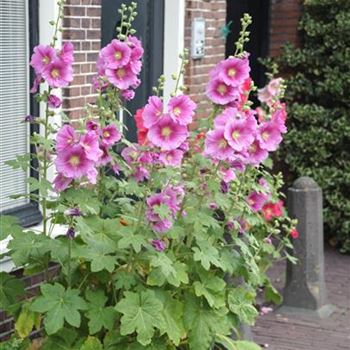 Alcea_ficifolia_Hybride_HRM_R4.jpg