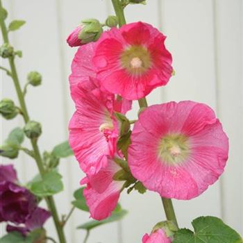 Alcea_ficifolia_Hybride_HRM_R2.jpg