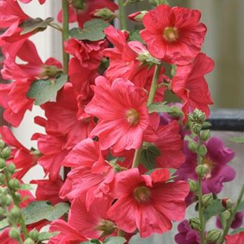 Alcea_ficifolia_Hybride_HRM_R5.jpg