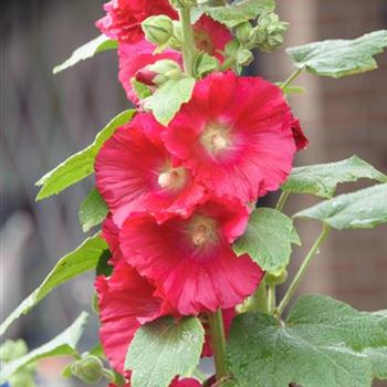 Alcea_ficifolia_Hybride_HRM_R3.jpg