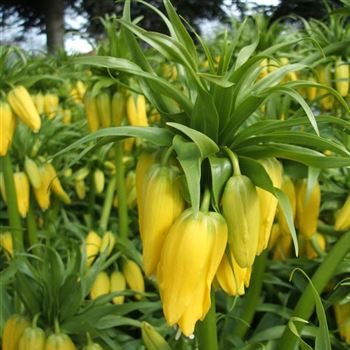 Fritillaria_imperialis_Lutea_Maxima_WI_Q1.jpg