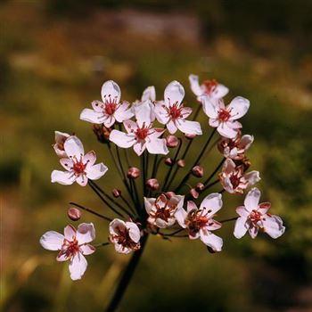 Butomus_umbellatus_HRM_Q1.jpg