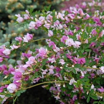 Cytisus_purpureus_2006_1070_b.jpg