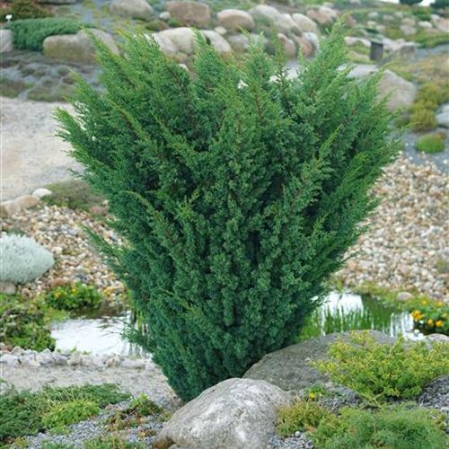 Juniperus chinensis 'Blaauw'