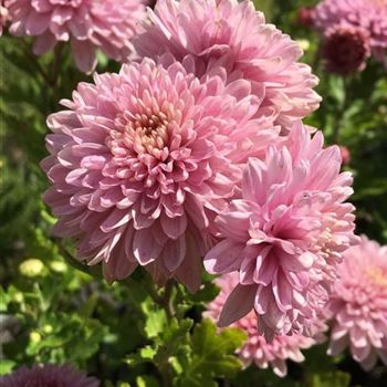 Chrysanthemum_Orchid_Helen_ODQ0Mzk4Mlo.JPG