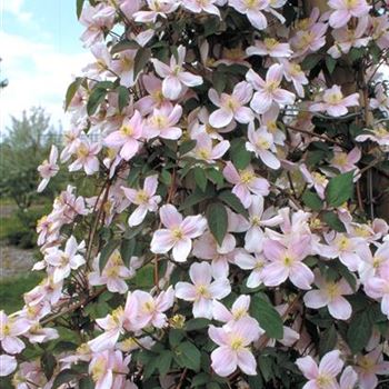 Clematis_montana_Mayleen_1999_0577.jpg