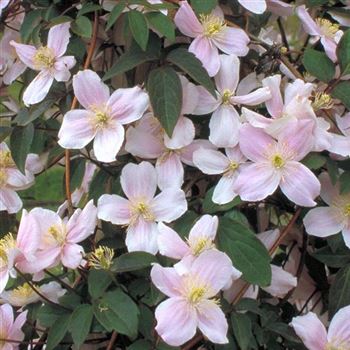 Clematis_montana_Mayleen_1999_0577_Q1.jpg