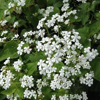 Brunnera_macrophylla_Betty_Bowring_ODQ0MzYwNFo.JPG