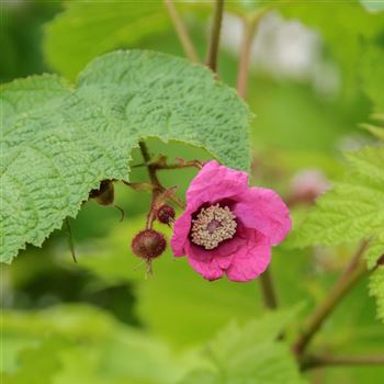 Rubus_odoratus_2007_4494.jpg