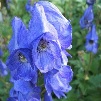 Aconitum_carmichaelii_Arendsii_WI_Q1.jpg