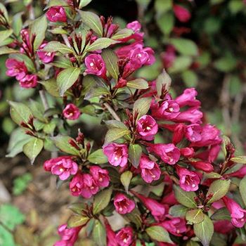 Weigela_florida_Victoria_2003_2454.jpg