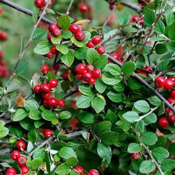 Cotoneaster_dielsianus_2007_7959.jpg