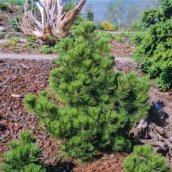 Pinus_leucodermis_Compact_Gem_3003-0026.jpg