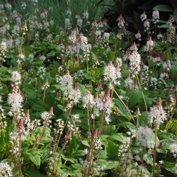 Tiarella_cordifolia_WI_Q1.jpg