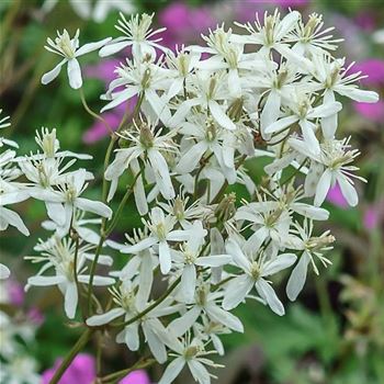 Clematis_recta_Purpurea_HRM_Q1.jpg