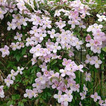 Clematis_montana_Tetrarose_HRM_1894.jpg