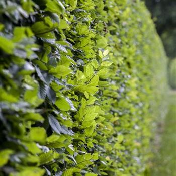 Carpinus betulus 'Frans Fontaine'