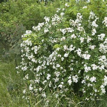 Rosa_multiflora_2009_3909_q.jpg