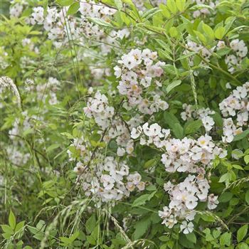 Rosa_multiflora_2009_3907_q.jpg