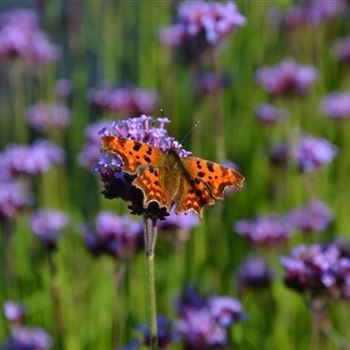 Verbena_bonariensis_RD_1.JPG