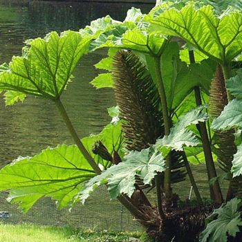 Gunnera_tinctoria_HRM_Q2.jpg