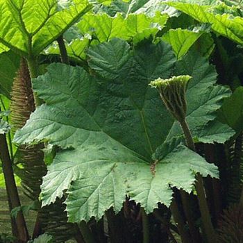 Gunnera_tinctoria_HRM_Q1.jpg