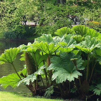 Gunnera_tinctoria_HRM_Q3.jpg