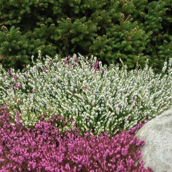 Erica_darleyensis_White_Perfection_2010_0426.jpg