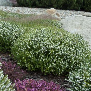 Erica_darleyensis_White_Perfection_2010_0419.jpg