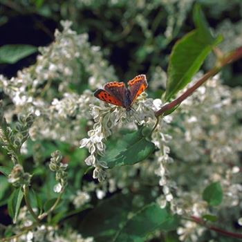 Polygonum_aubertii_1998-5326.jpg