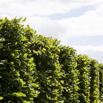 Carpinus betulus 'Frans Fontaine'