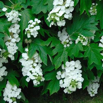 Hydrangea_quercifolia_2007_2031_R2.jpg