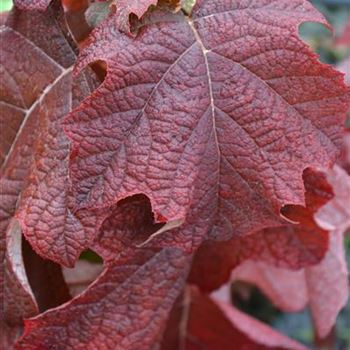 Hydrangea_quercifola_Herbst.JPG