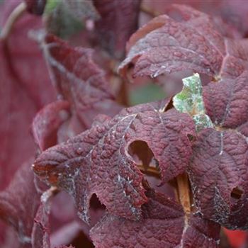 Hydrangea_quercifolia_Herbst_1.JPG