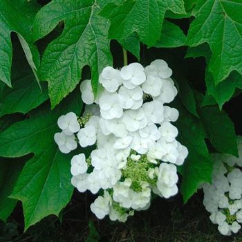 Hydrangea_quercifolia_2007_2031_Q1.jpg