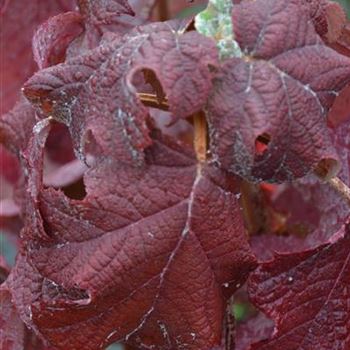 Hydrangea_quercifolia_Herbst_2.JPG