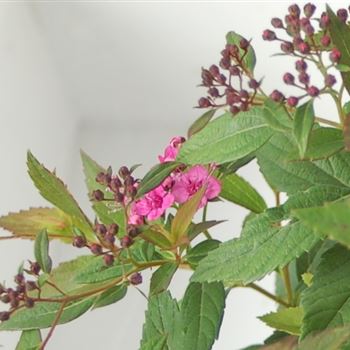 Spiraea_japonica_Shirobana_GR_R1.jpg