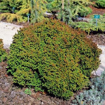 Cryptomeria_japonica_Vilmoriniana_2002_1424.jpg