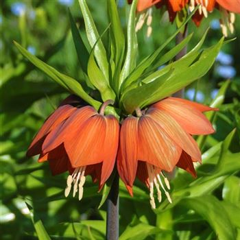 Fritillaria_imperialis_Rubra_Maxima_HRM_Q1.jpg