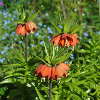 Fritillaria_imperialis_Rubra_Maxima_HRM_Q2.jpg