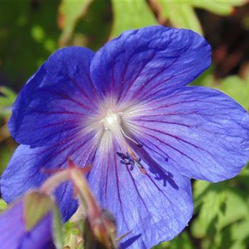 Geranium_himalayense_Gravetye_WI_Q1.jpg