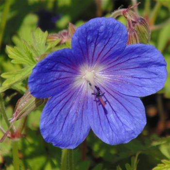 Geranium_himalayense_Gravetye_WI_Q2.jpg