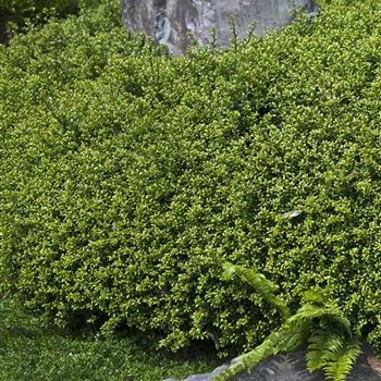 Ilex_crenata_Convexa_2009_2799.jpg