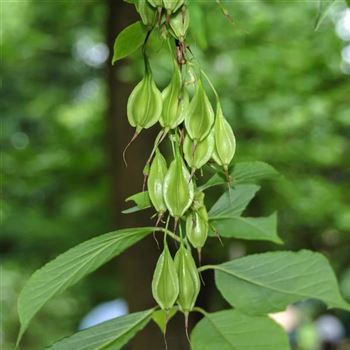 Halesia_monticola_2007_1610.jpg