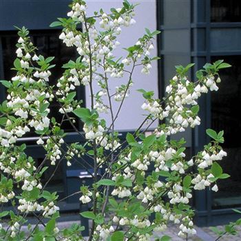 Halesia_monticola_1998_1709a_Q1.jpg